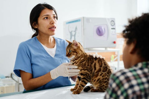 Vet holding a cat