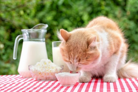 Cat eating cheese