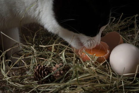 Cat eating an egg