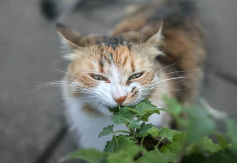 Cat eats fresh catnip
