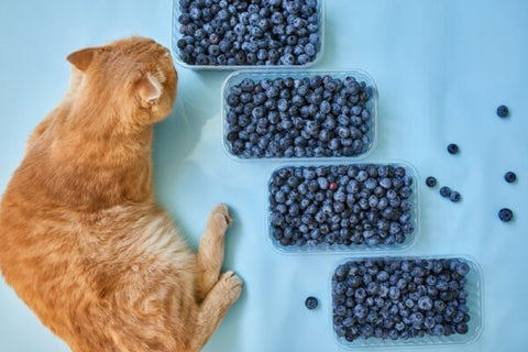 Cat sitting in front of blueberries