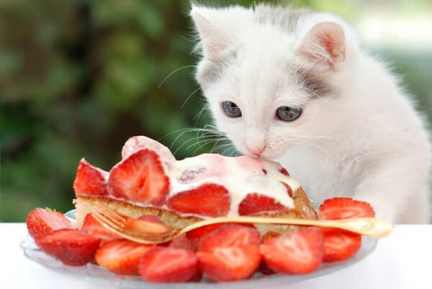 Cat liking a cake