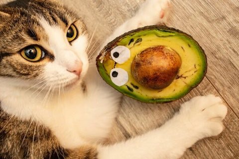 Cat sitting next to an Avocado
