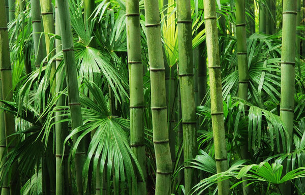 bamboo growing in a forrest