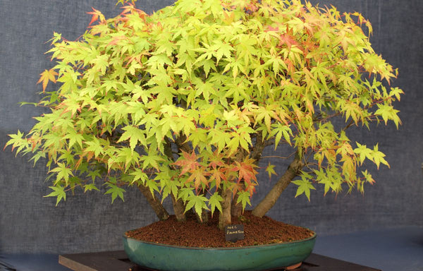 Bonsai Acer palmatum.