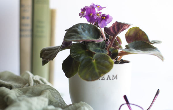 Small purple African Violet Plant