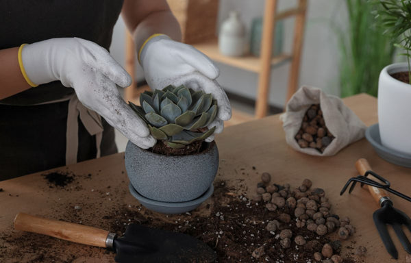 Repotting a succulent plant