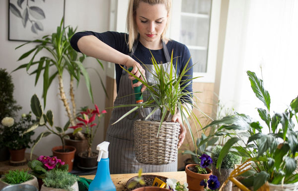 Sun loving plant maintainance.