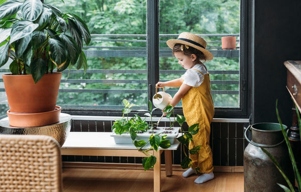 Child watering indoor plants.