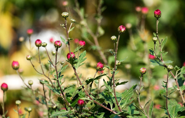 Pink Chrysanthemum buds.