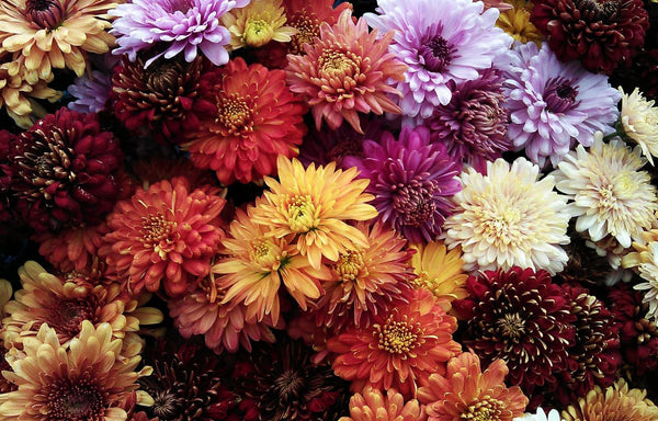 An assorted bunch of Chrysanthemum flowers in different colours.