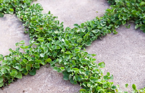 Dichondra growing in among walking paving.