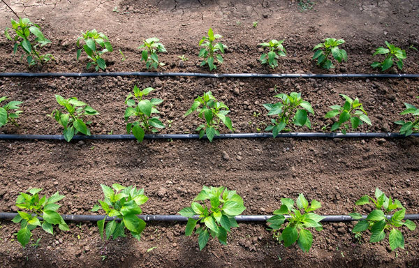 Installed garden bed drip irrigation system.