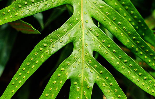 Fern spores on a leaf.