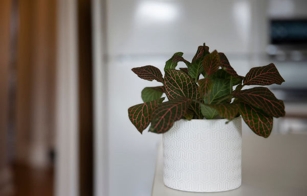 Nerve Plant in a pot on a kitchen bench top.