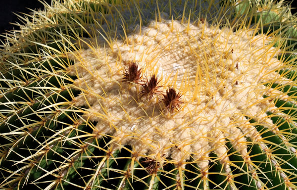 Close up of a circular cactus with golden spikes and a white fluffy crown.