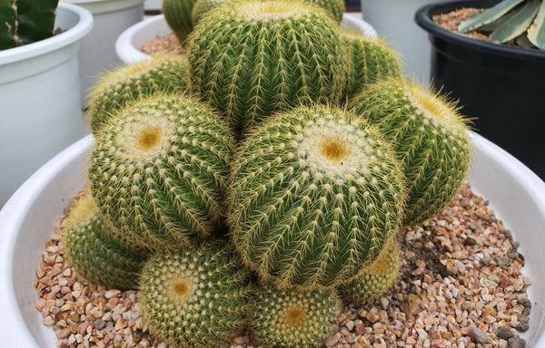 Golden Barrel Cactus with pups in a pot.