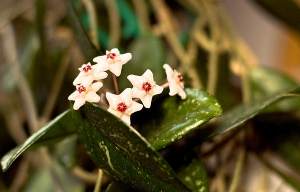 Hoya Obovata leaves and flower.