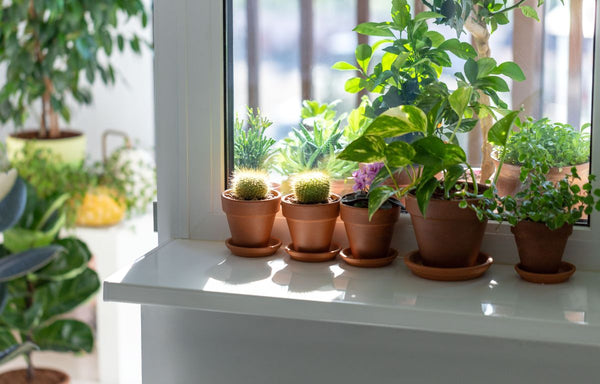 Potted plants on a windowsill.