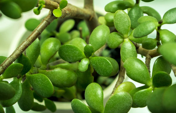 Jade Plant foliage.