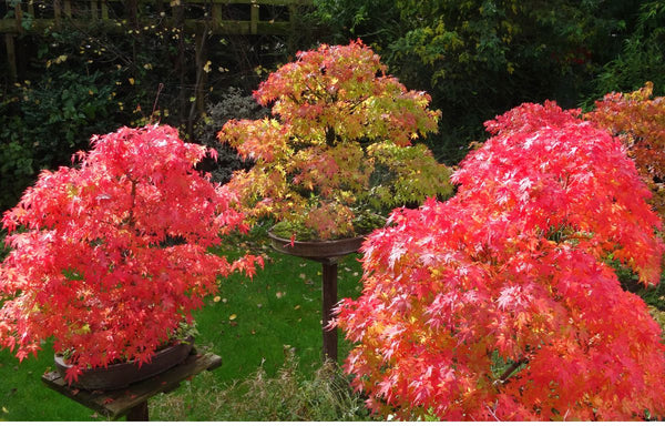 Japanese Maple Bonsai's in different colours.