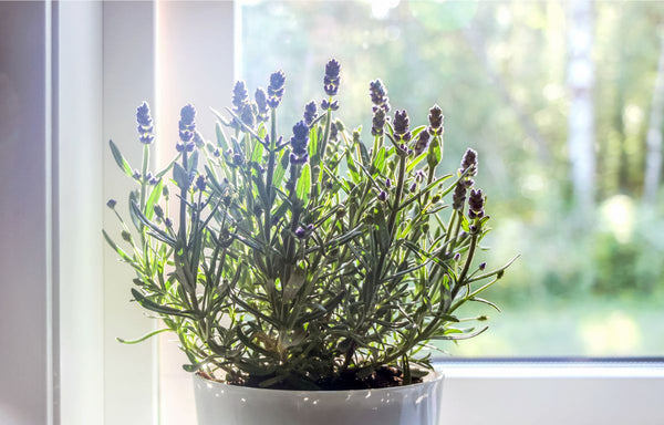 Potted Lavender Plant in front of a sun lit window.
