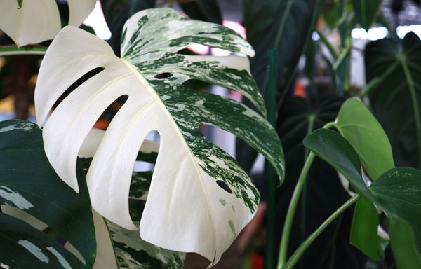 Monstera Albo with a stark white contrasting variegated patterning.