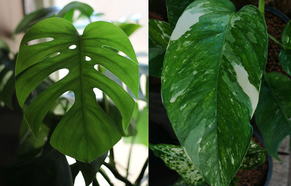 Monstera Deliciosa and Epipremnum Pinnatum leaves.