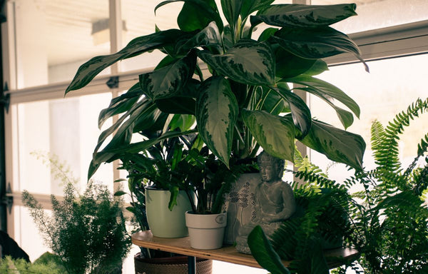 Shade loving plants in a dimly lit room.