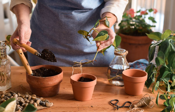 Propagation of a Devil's Ivy Pothos Plant.