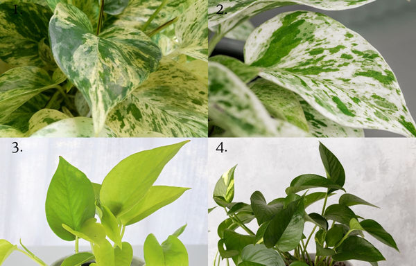 Pothos plant varieties.