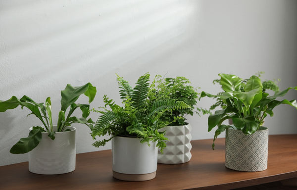 An assortment of small fern plants in pots.
