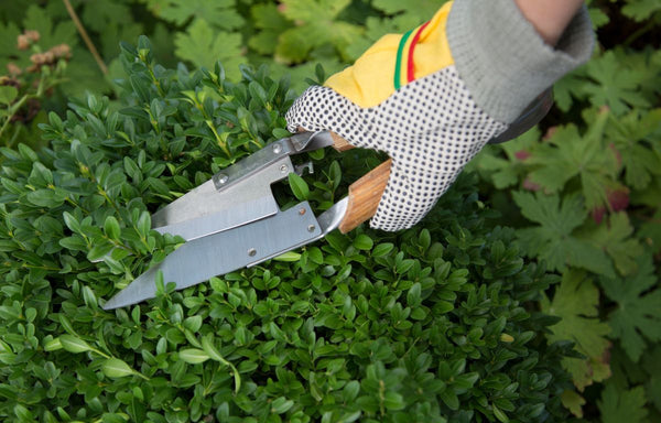 Pruning a Buxus Ball Plant.