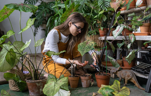 A gardener prunes her indoor plants.