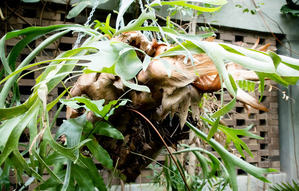 Staghorn Fern thriving in a hanging pot.