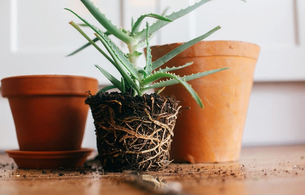 Circling root system of a succulent.