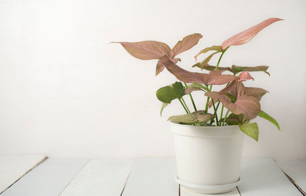 Syngonium podophyllum 'Pink Syngonium'