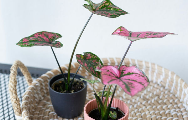Young Caladiums 'Pink Beauty' plants.