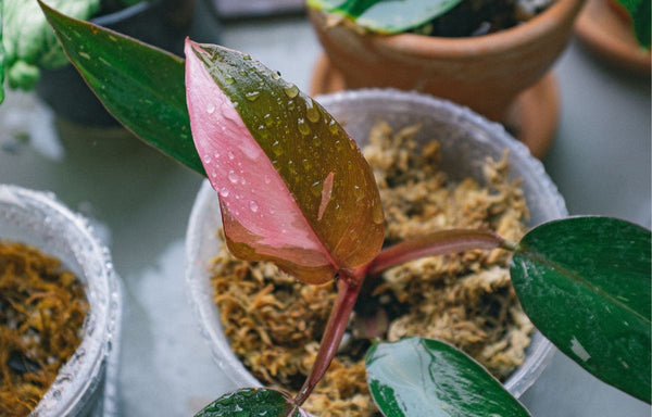 Propagated Philodendron 'Pink Princess' stem