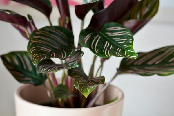 Calathea plant with vibrant foliage