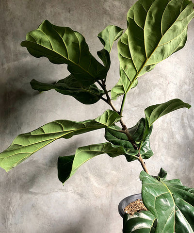 fiddle leaf at the balcony garden