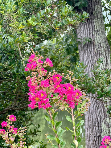 The Balcony Garden: Melbourne outdoor plants crepe myrtle plant