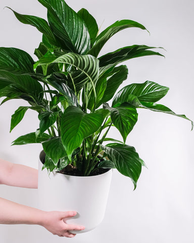 indoor plants melbourne image of peace lily