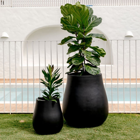 The Balcony Garden Indoor Plants in Melbourne