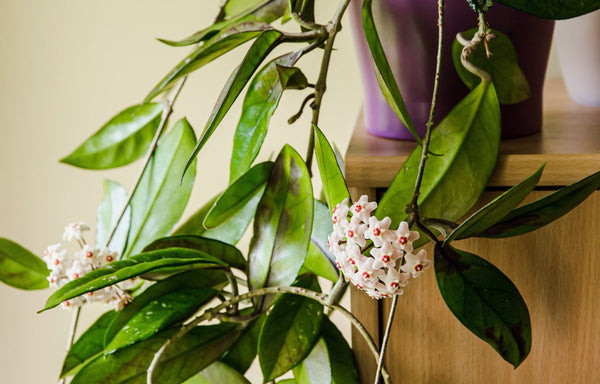 Pink crown flowers of a Hoya Carnosa.