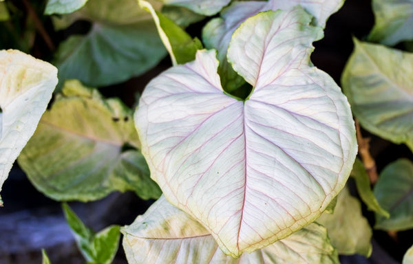 White Syngonium leaf with pink veins