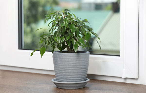 small weeping fig houseplant in grey pot and saucer