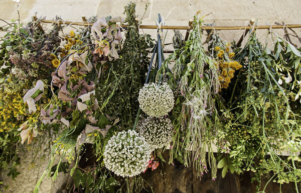 hanging air dried preserved plants