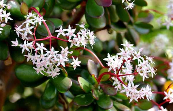 White and pink flowers of a Jade Plant Crassula ovata.