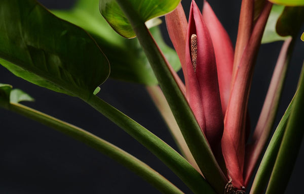 Red Philodendron flower.